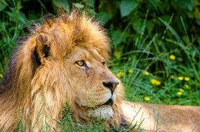 portrait of african lion lying in green grass