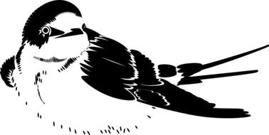 clipart of the swallow