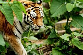 striped tiger in the Antwerp Zoo