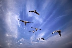 a flock of seagulls over Inle lake