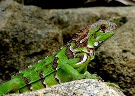 striped iguana on a stone