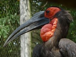 l Bird Hornbill Kenya