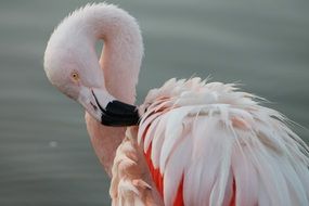 Chilean flamingo in the water