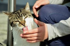 Cat Cat Tongue Lick Hand