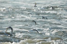 a flock of seagulls over the sea waves in California