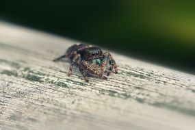 delectable Little Spider