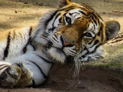 tiger is resting on the ground