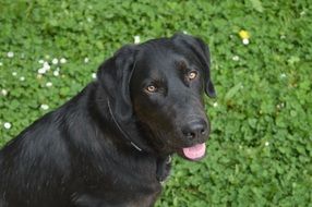 black labrador on the lawn