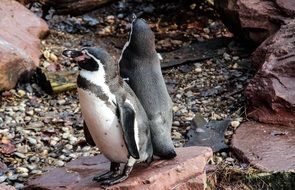 wild Penguins birds on the rocks