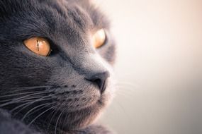 portrait of a grey cat with yellow eyes