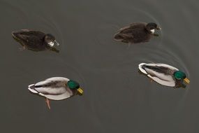 two pairs of Ducks on water