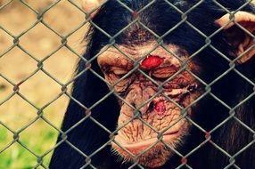 poor injured monkey in a cage