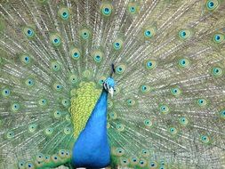 beautiful Peacock Pet Birds