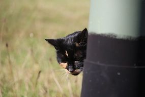 hiding lucky cat