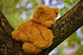 teddy bear on tree