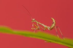 Praying Mantis Mantodea macro