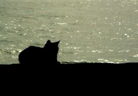 dark silhouette of a cat near the water