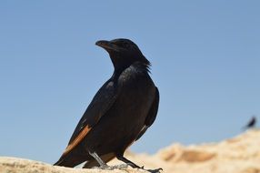 Bird in Israel