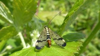 Panorpa communis, scorpionfly on leaf