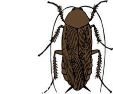 Cockroach Insect drawing