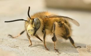 hymenoptera like an insect