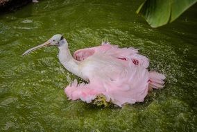 roseate spoonbill splashing in the green water