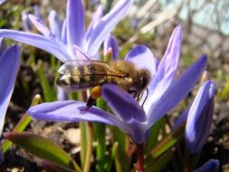 Bee on purple crocus bloom