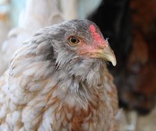 domesticated farm chicken close-up