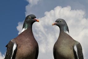 gray pigeons close up