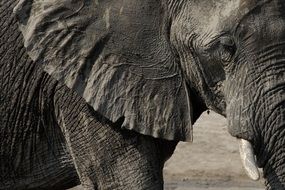 black and white photo of an elephant