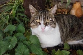 perfect beautiful Cat Face Portrait