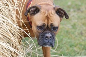 dog breed boxer near dry grass