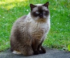 sitting british shorthair cat