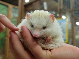 white african hedgehog