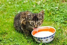 kitten drinking milk from a bowl