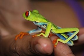 Bright tiny Frog on hand, Costa Rica