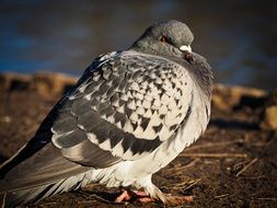 ruffled up dove