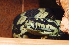 carpet python in macro