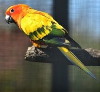multi colored parrot in the cage