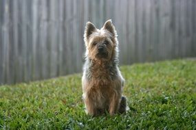 Silky Terrier on green grass