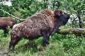 buffalo near the tree