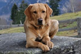 deliciously beautiful golden Labrador