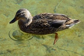 mallard swims in clear water