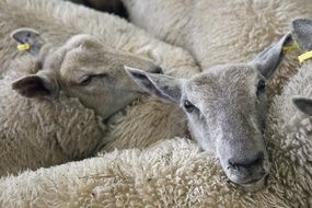 Domestic lambs on the farm