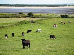 domestic cows graze in a green meadow