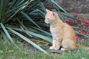 young red cat in the garden