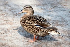 Duck Mallard