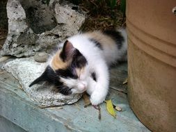 little kitten sleeping on the stairs
