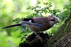 striking Jay Bird