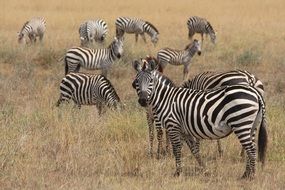 a herd of zebras in the steppe in Africa